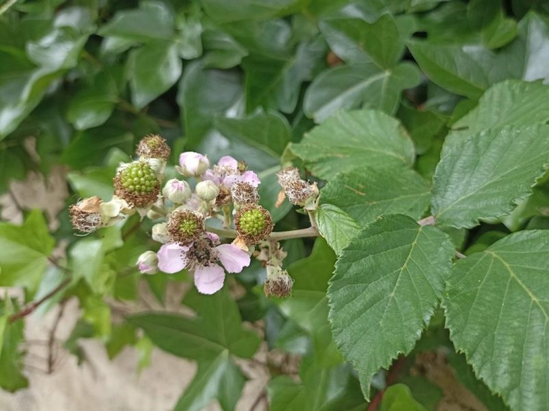 Fleurs de ronce Rubus fruticosus, pétales rosés