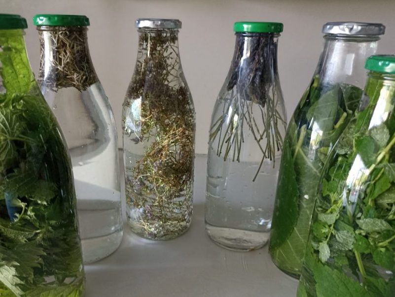 Dégustation de tisanes froides de plantes fraîches