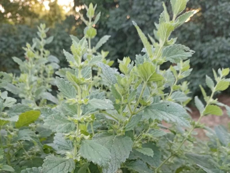 Mélisse officinale Melissa officinalis, feuilles vertes au parfum citronné