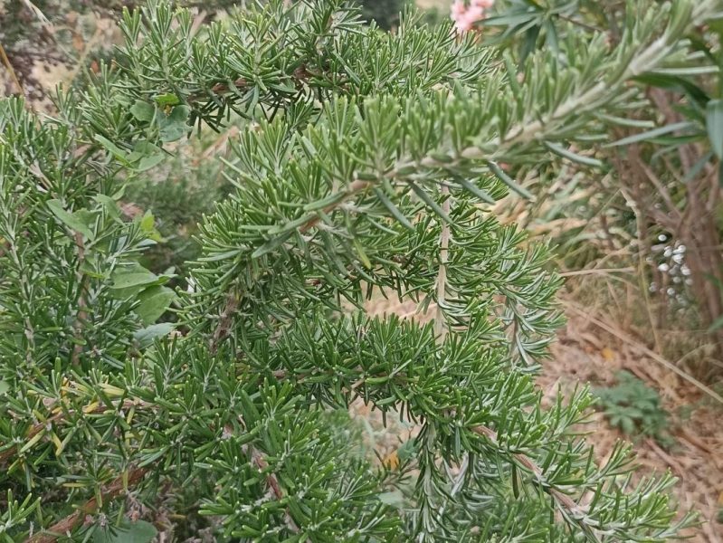 Romarin officinal sur la plante, feuilles étroites et tiges lignifiées