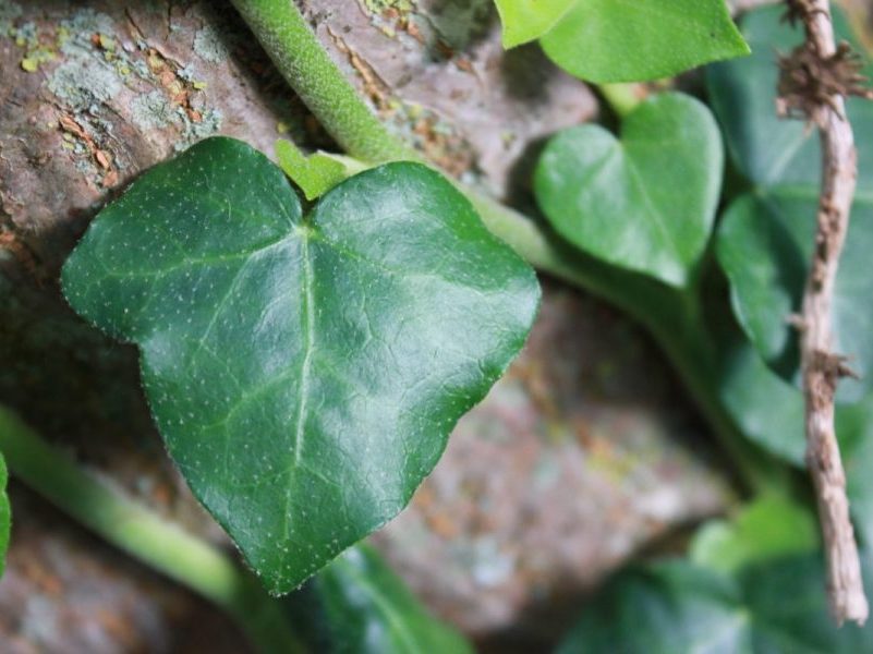 Gros plan sur une feuille de lierre grimpant, texture et nervures visibles