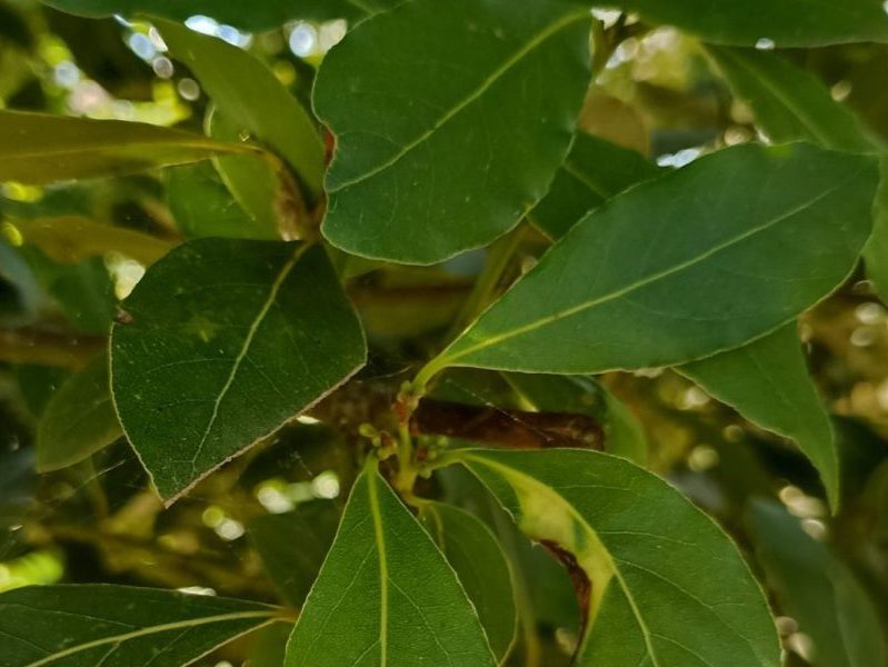 Feuilles de laurier noble en gros plan