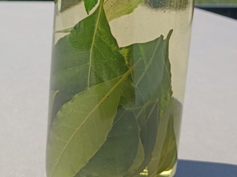 Macération solaire de feuilles de laurier noble dans une bouteille d’huile