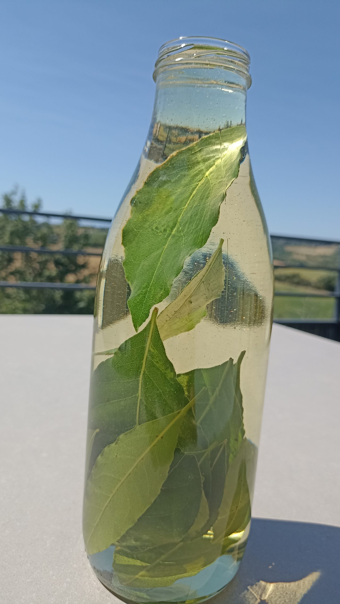 Préparation d'huile solarisée de laurier noble