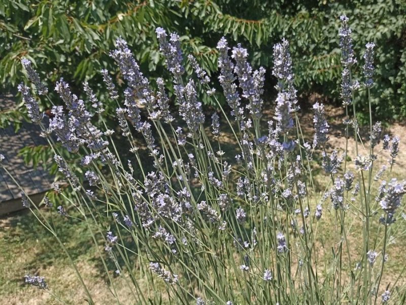 photo de lavande