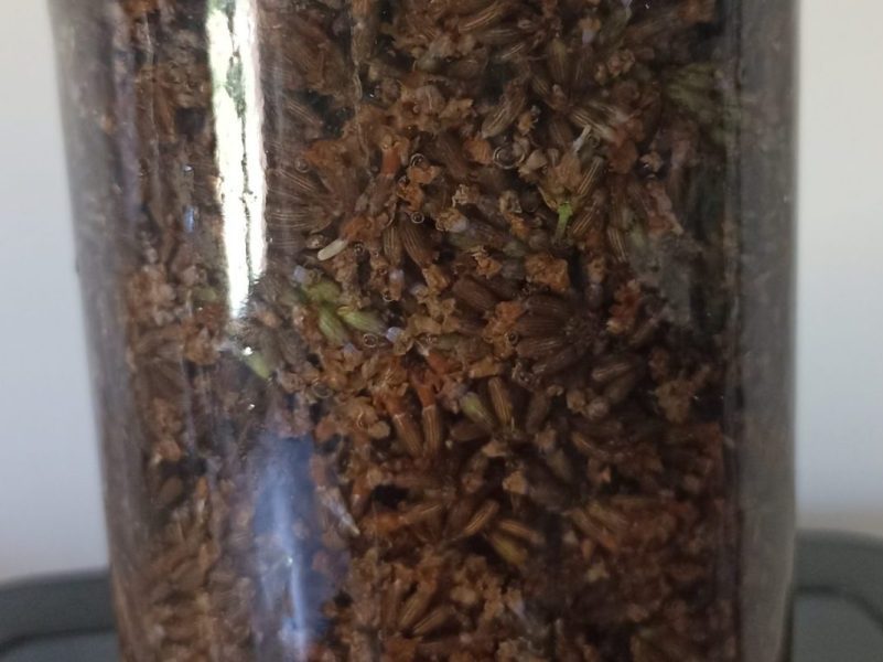 Préparation EHA de lavande