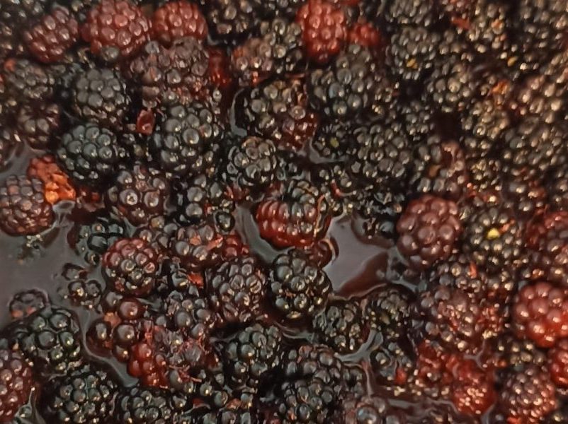 Mûres fraîches prêtes à être transformées en gelée maison