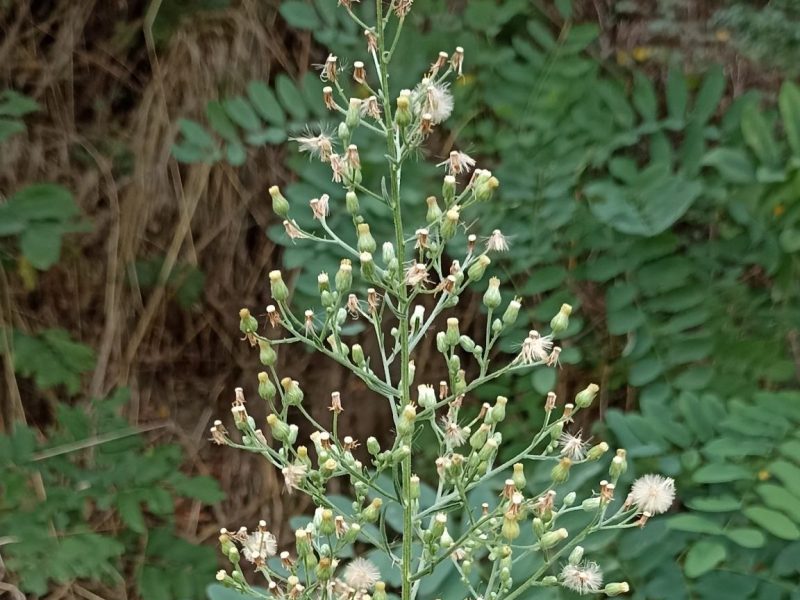 Vergerette du Canada Erigeron canadensis avec ses fleurs blanches et tige dressée