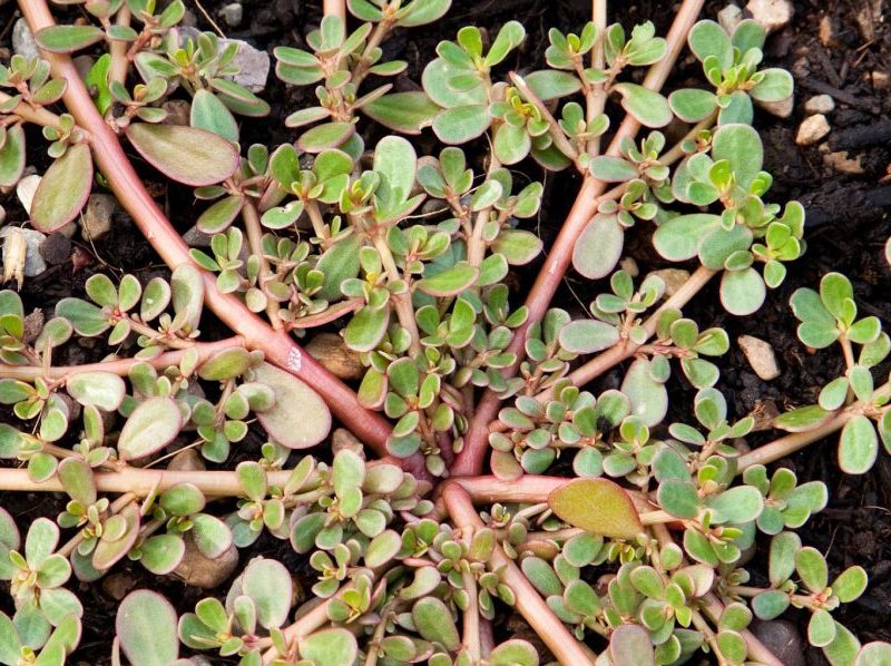 Pourpier Portulaca oleracea avec ses feuilles charnues et tiges rougeâtres