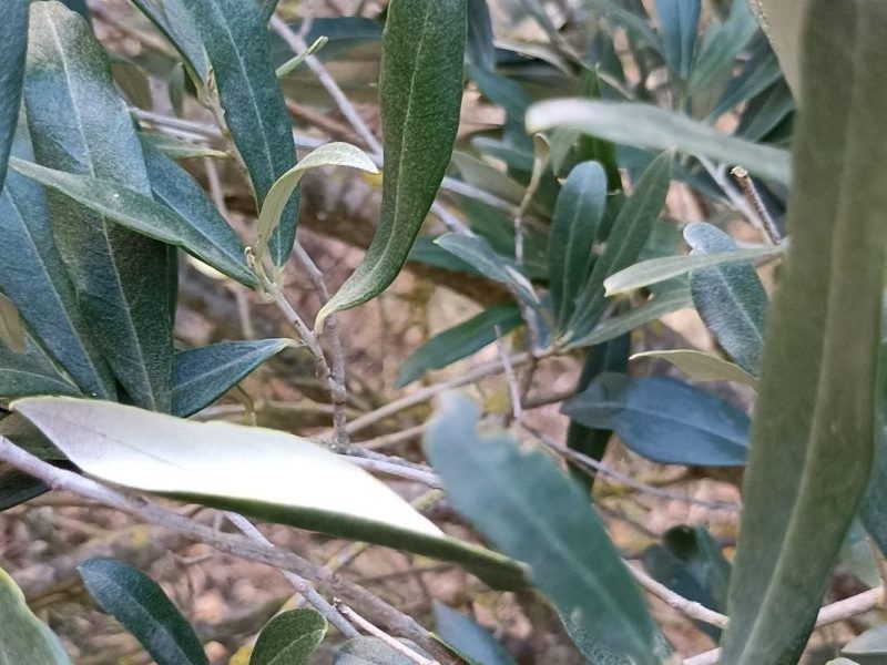 Feuilles d’olivier allongées, vert‑gris au-dessus et blanches en dessous