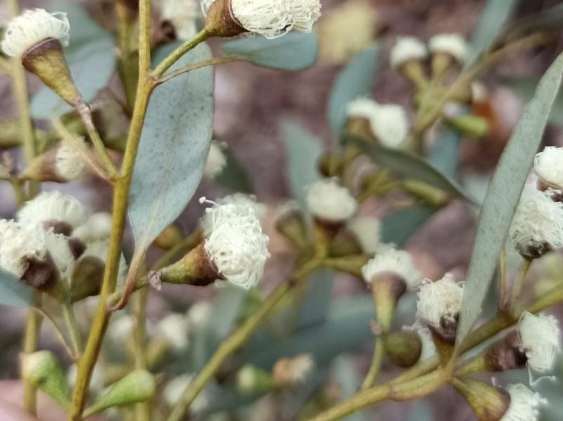 fleurs d'eucalyptus globulus
