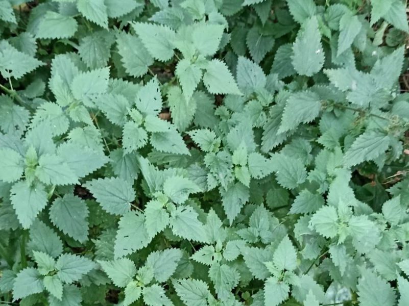 Ortie Urtica dioica – plante entière et identification