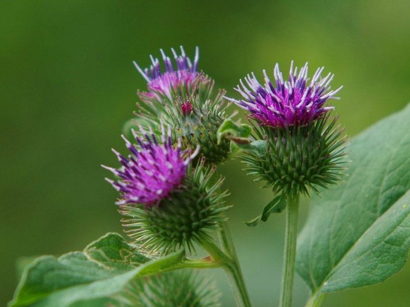 bardane-grande-lappa-major
