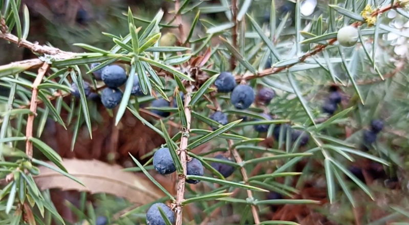Genévrier Juniperus communis – botanique et identification